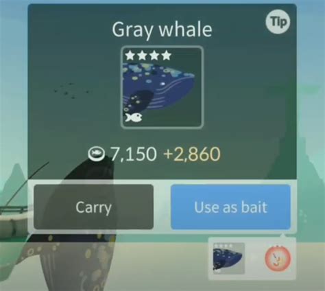 gray whale fishing life|Gray Whale .